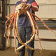 Illustration for article titled Monstrous 10-Foot Crab Discovered In Japan
